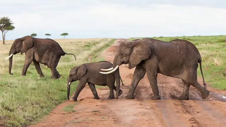 Three elephants crossing a dirt road