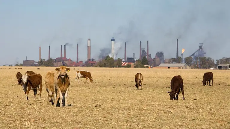 A herd of cattle standing on top of a dry grass field with smoky chimneys in the background