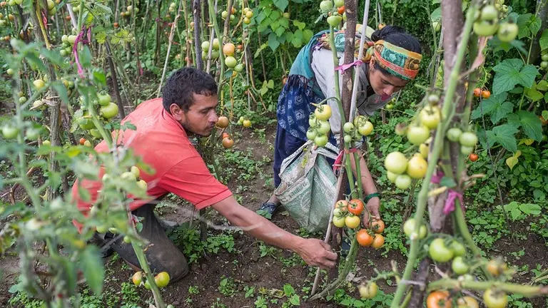 Two people bend down to pick up tomatos