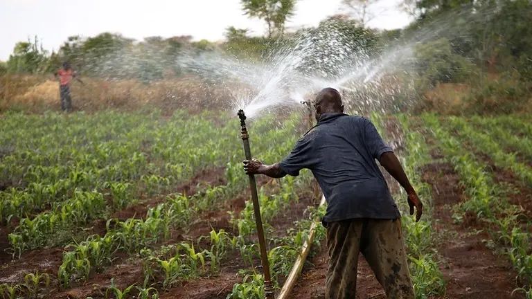Man holds a sprinkler irrigation pipe in a maize field.
