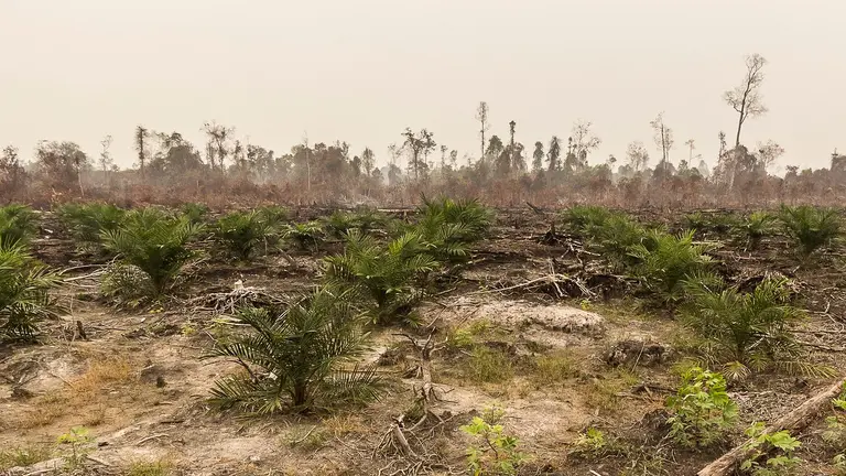 Deforested forest.