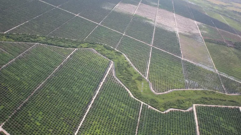 Aerial view of pal oil plantations. 