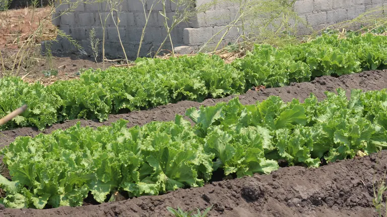 A row of lettuces in the ground.