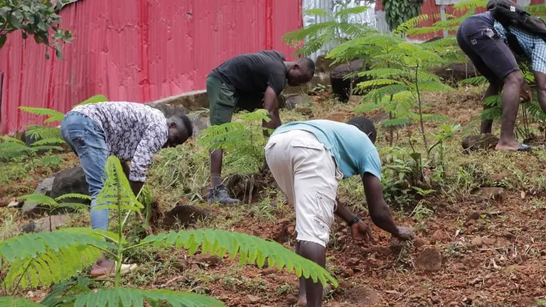 People planting trees on a hillside, contributing to environmental conservation efforts.
