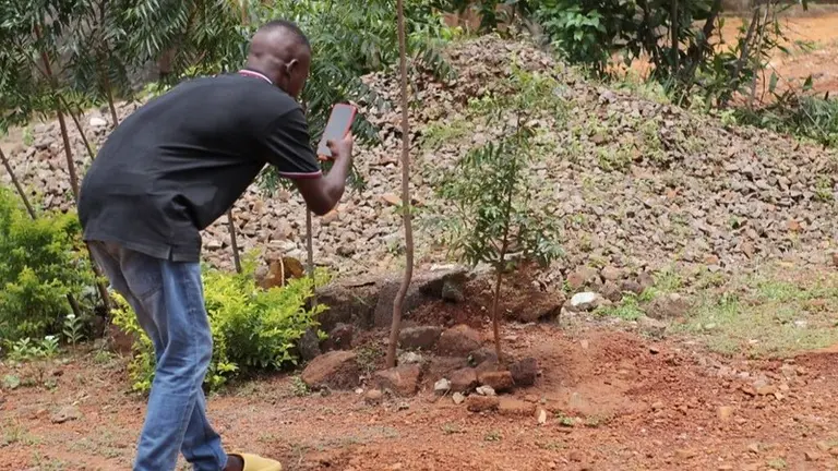A man taking a picture of a growing tree.