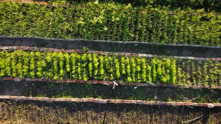Aerial view of neatly arranged garden rows showcasing a variety of plants.