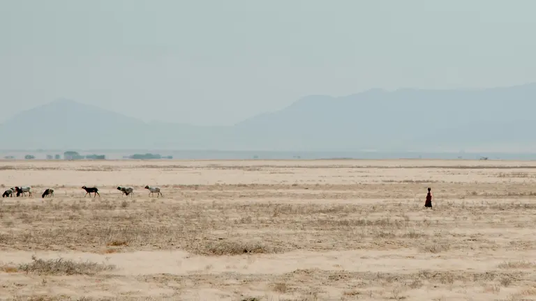A man herds a herd of goats on a grassland.