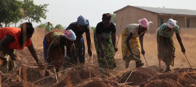 Six female farmers bend over while tending to their crops.