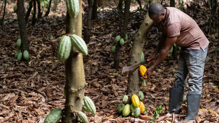 Man cutting cocoa pods from a tree.