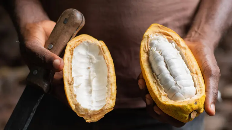 Cocoa beans inside pods