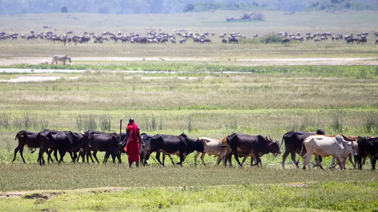 Man with cattle.