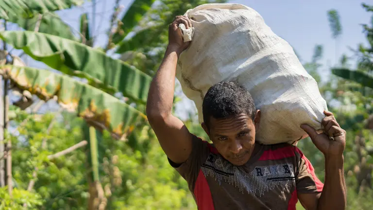 A man carries a sack of cocoa beans on his shoulders.