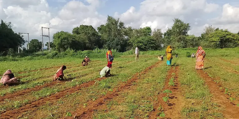 Cotton farmers in a field.