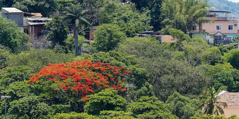 Houses surrounded by trees and greenery.