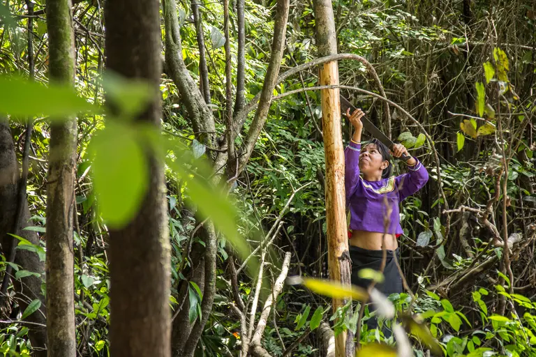 Person from Indigenous community in Peru managing a forest.