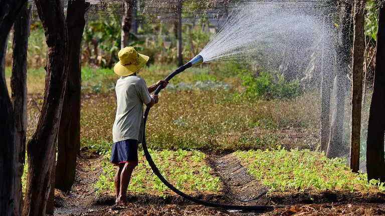A boy wearing a yellow hat with his back to the camera stands next to trees with a hosepipe spraying water in the air as he waters vegtables.