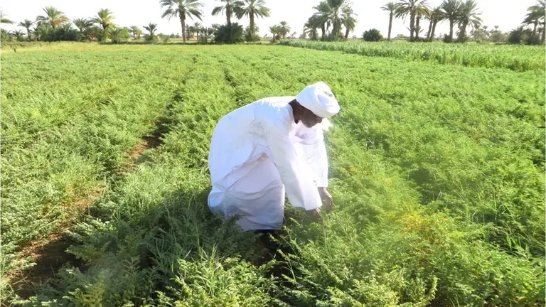 A man in traditional robes bending to inspect crops in a large field of green vegetation