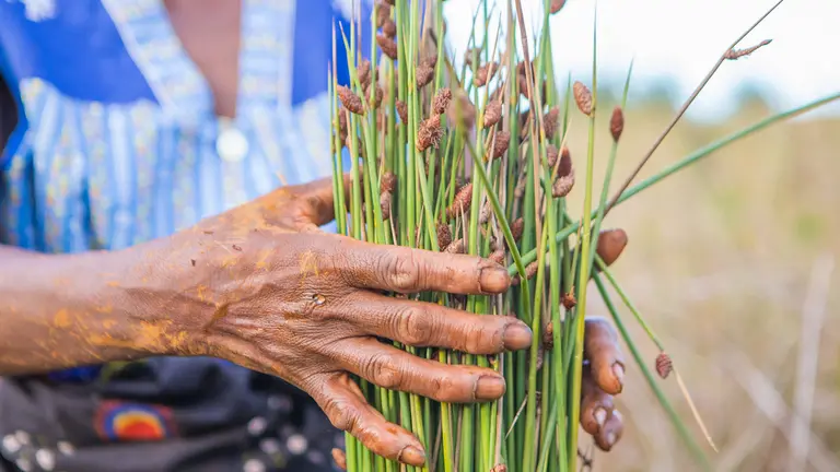 The hands of a woman clutch a bunch of reeds, in close-up.