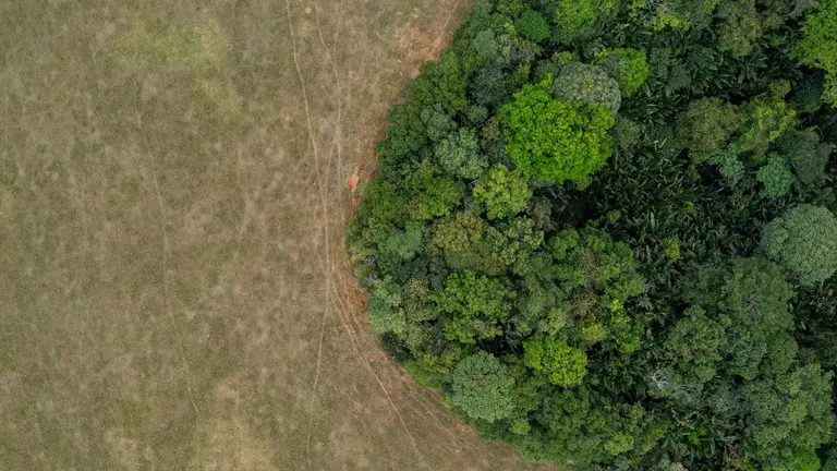 Aerial view of savannah and morichal forest in San Martin de los Llanos, Meta department, Colombia