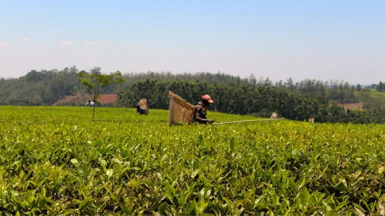 Local farmer harvesting tea leaves in Malawi. They are wearing a big basket for collecting the leaves on their back and a bright red hat.