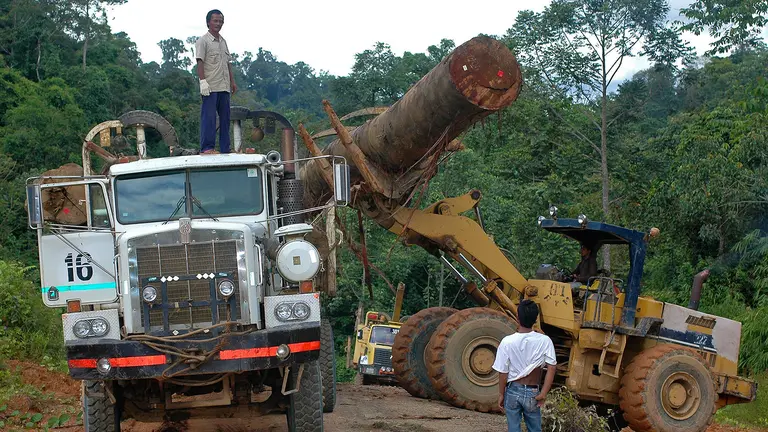 A man stands on top of a lorry onto which a crane is dropping a log, surrounded by forest. 