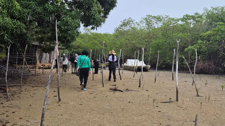 Mangroves growing around a lake.