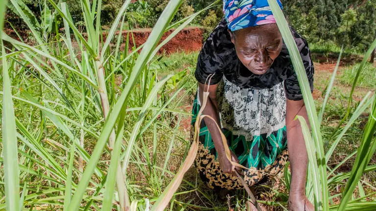 Person squatting town in a field, looking at the soil.