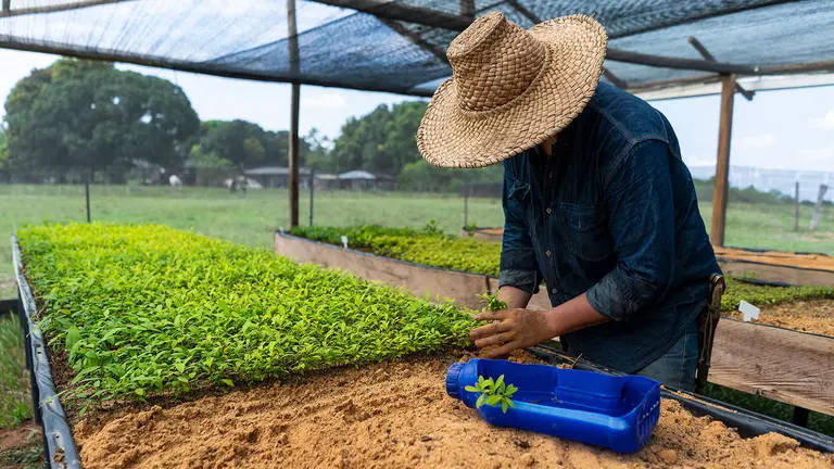 A farmer wearing a hat bends over to tend shoots on a table.