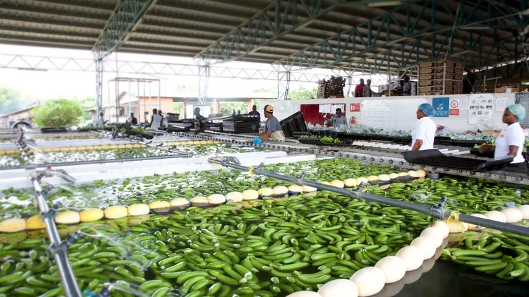Workers in a banana factory, cleaning the fruit