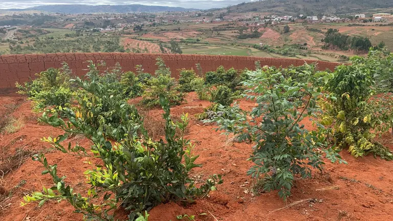 Three-year-old coffee plantation with shade trees in an garden.