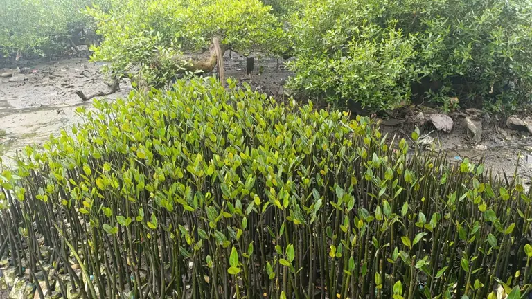 Women-led mangrove nursery.