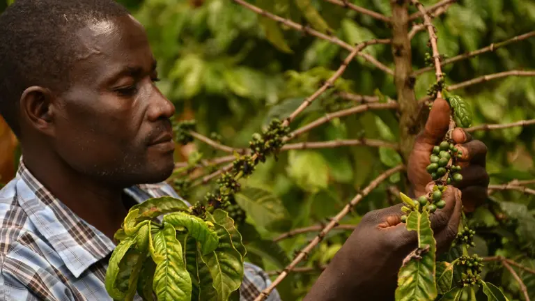 Farmer tending to their coffee garden, checking the beans on a tree.