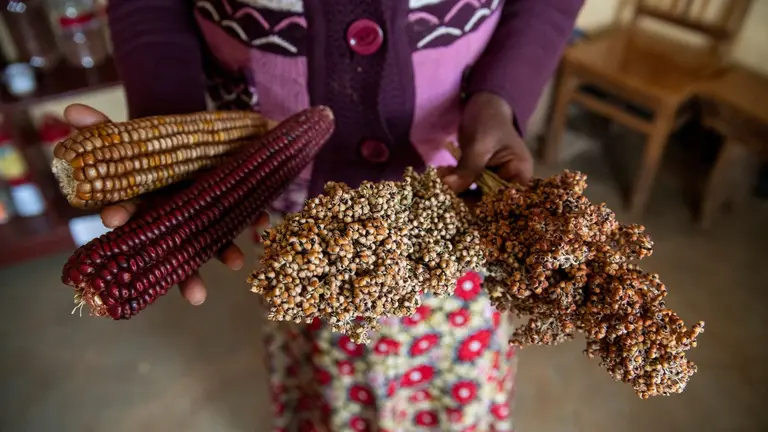 Woman farmer holding different types of Indigenous seed varieties.