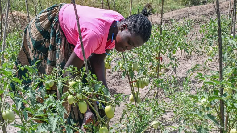 Woman farmer checking tomatoes on her farm in Uganda. She is wearing a bright pink top and a skirt.