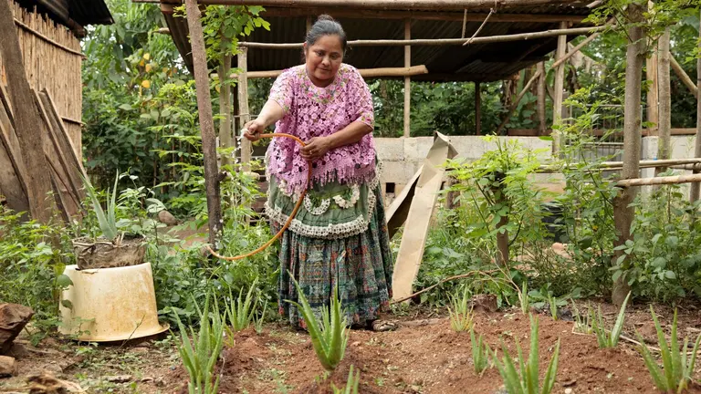 Indigenous woman watering aloe vera plantation. She is wearing traditional clothing in pink and green shades.