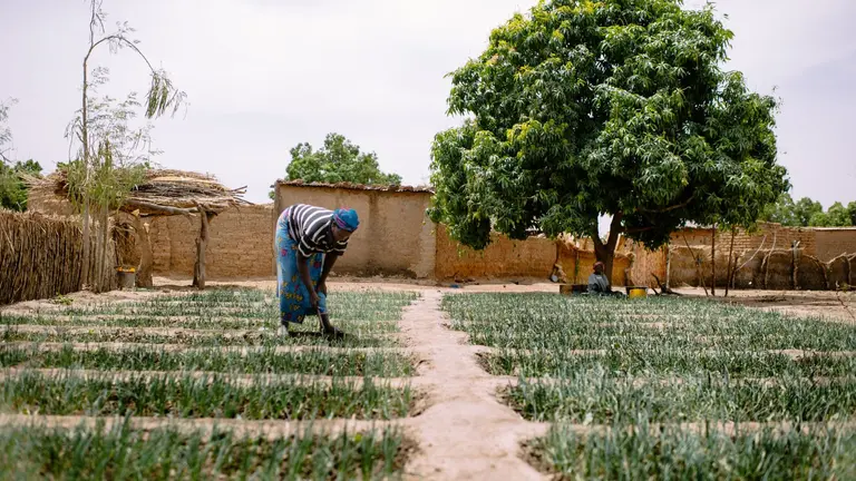 Woman farmer looking at crops in a small field. Another woman is seen in the background sitting down in the shade of a tree.