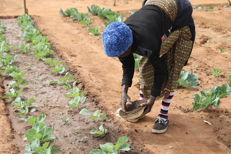 A smallholder farmer applying organic mature to her vegetable plant