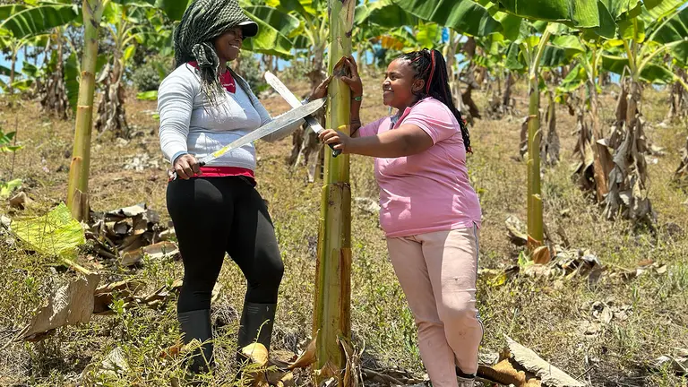 Two women brandishing machetes stand either side of a banana plant.