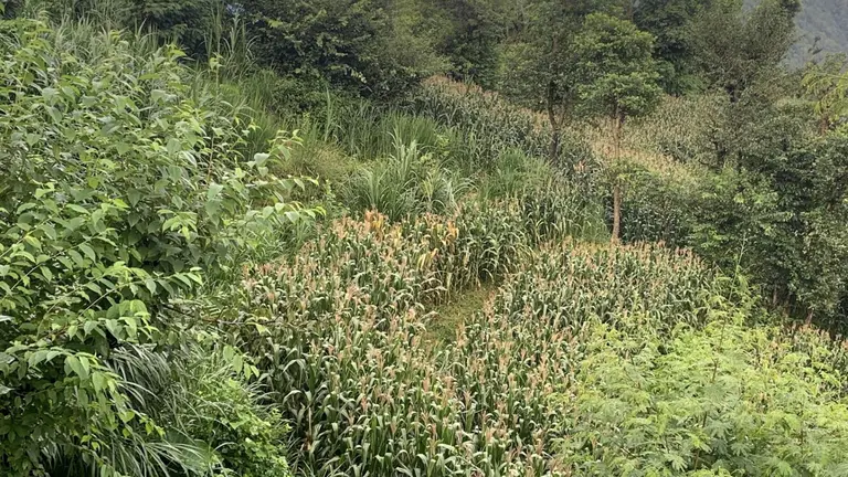 Plants and trees growing on a hill in Nepal.