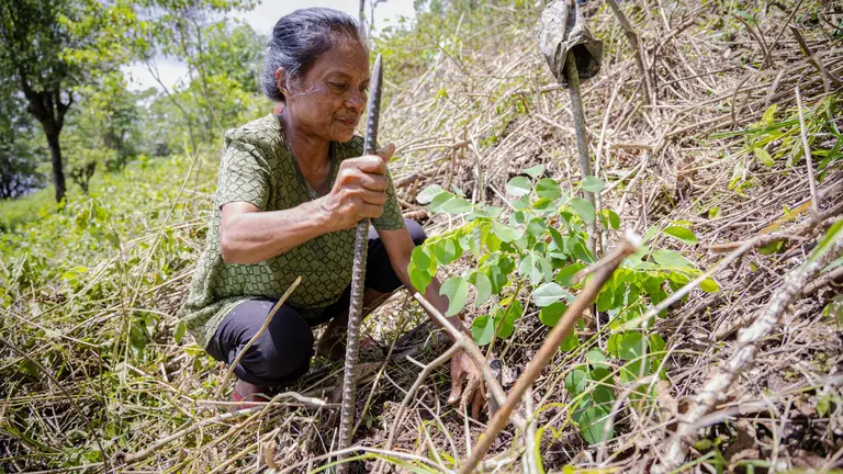 Woman checking the ground and how the forest is growing in Timor-Leste.