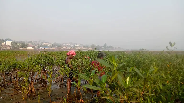 A 'green' view of Freetown, with urban buildings in the distance observed over an expanse of trees.