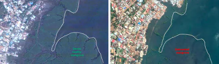 Two images alongside one another; the left-hand one shows an aerial view including a large area of mangroves; the right-hand one shows the same image with a much smaller mangrove area.