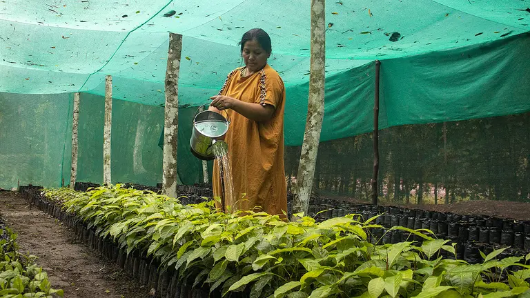 A woman used a watering can to pour water over plants under plastic covering.