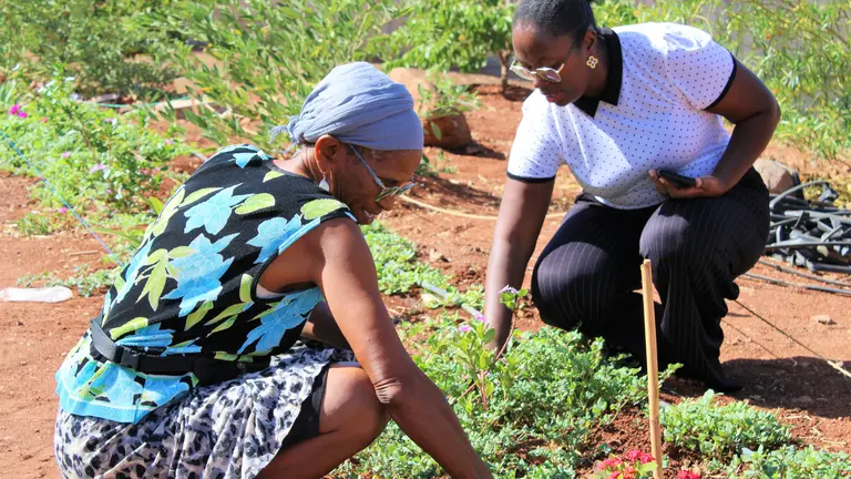Two women are checking crops in a field, talking.