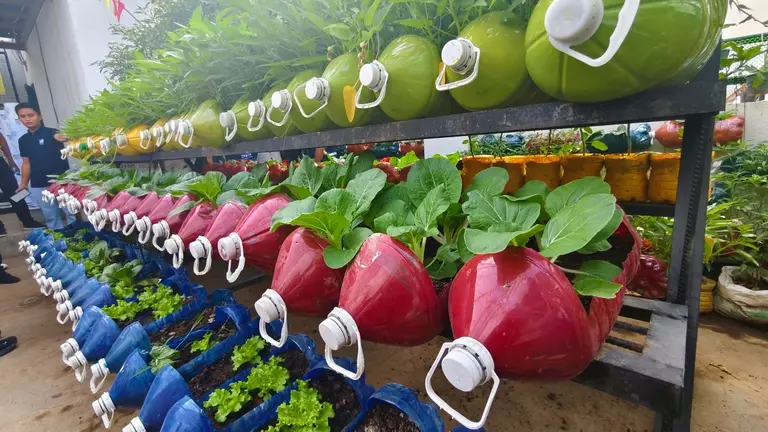 Vegetables and salad growing out of colorful plastic bottles repurposed as pots.