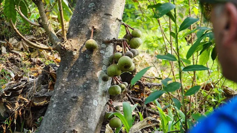 Fruit protrudes from a tree being looked at by a man in side profile.