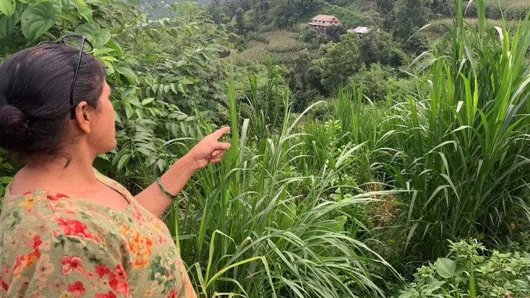 A member of the Setidevi Dairy Producers Cooperative Society showing the increase in agroforestry fodder tree cover.