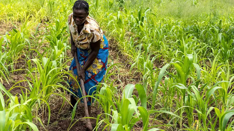 A woman tends her field surrounded by a crop of maize. 