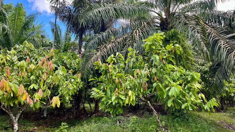 The Sistema Agroflorestal Dendê - or palm oil agroforestry system in Tomé-Açu managed by Cooperativa Agrícola Mista de Tomé-Açu.
