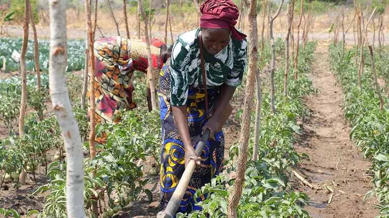 A woman farmer tends her crops.
